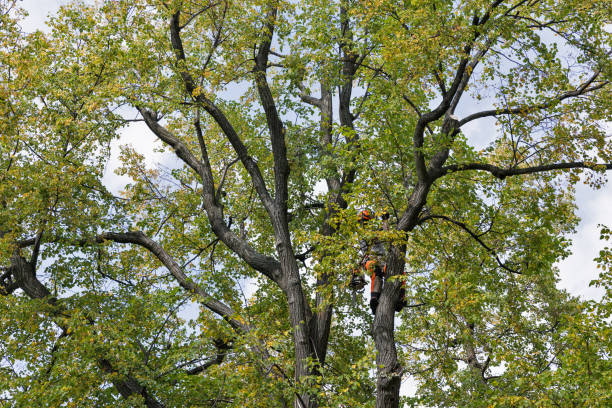 Olney, MD Tree Services Company